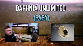 How I Raise Daphnia Water Fleas And You Can Too [upl. by Ecargyram581]