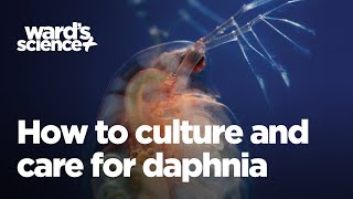 Caring and Culturing for Daphnia [upl. by Yattirb]