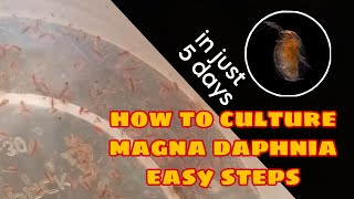 How to Culture Magna Daphnia Easily [upl. by Dlanar568]