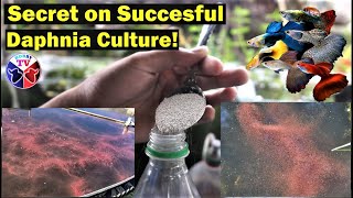 How to Culture Daphnia Successfully [upl. by Aicylla]