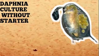 HOW TO CULTURE DAPHNIA NATURALLY WITHOUT A STARTER [upl. by Matthias]