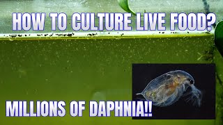 How to Culture Daphnia Secret Method to Breed MILLIONS  Simply Aquatic [upl. by Hotze]