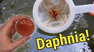 How I Culture Daphnia In Outdoor Tubs [upl. by Goodyear]