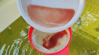 How to culture daphnia  Daphnia culture  How to grow daphnia outdoor [upl. by Quartas508]