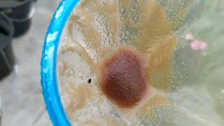 How to culture daphnia moina in a small container Part 1 English Subtitle [upl. by Yesiad]