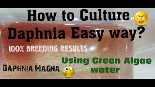 Daphnia MagnaHow to Culture Daphnia Easy wayCulturing Daphnia using Green water Daphnia [upl. by Elleimac]