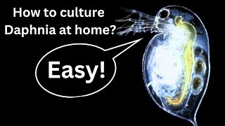 BEST Live Fish Food Beginner guide How to Culture Daphnia at home [upl. by Vashtee903]