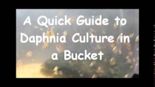 How to culture daphnia outside [upl. by Akino]