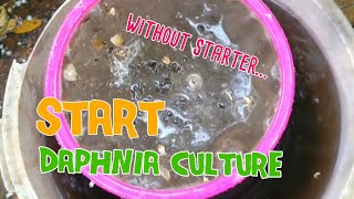 How to culture daphnia moina the easy way 1  Starting the Daphnia culture [upl. by Lyman638]