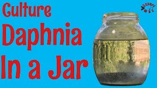 How to Culture Daphnia in a Jar [upl. by Iseabal641]