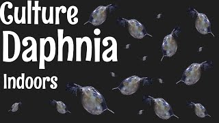 How to Culture Daphnia [upl. by Roselin290]