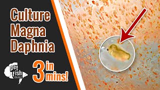 How to culture DAPHNIA MAGNA  The easy way [upl. by Sanbo]