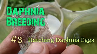 Daphnia Culture made simple and easy 3  Hatching Daphnia eggs [upl. by Elayor]