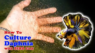 How to Culture Daphnia with ZERO Cost  Unlimited Live Food For Our Fish [upl. by Mufi]