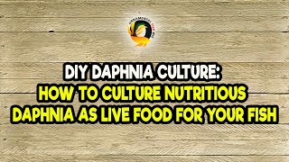 DIY Daphnia Culture How to Culture Nutritious Daphnia as Live Food for Your Fish [upl. by Celestine]