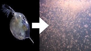 How I Culture Daphnia [upl. by Agate]