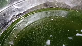 DAPHNIA MOINA CULTURE IN A SMALL BUCKET [upl. by Tammany]