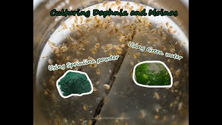 How To Culture Daphnia and Moinas using Green Water Spirulina powder [upl. by Nela]