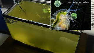 Raising Daphnia for the Freshwater Aquarium [upl. by Sivaj113]