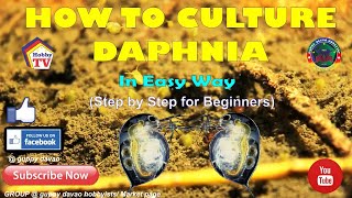 HOW TO CULTURE DAPHNIA In Easy Way [upl. by Eniagrom]